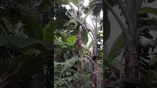 Plantación de plátanos 🍌 en Honduras viralvideo [upl. by Ahouh123]