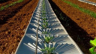 After Israel invented this technique it became a leader in agriculture Netherlands shocked [upl. by Eivol]