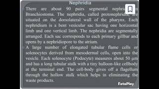 Branchiostoma Nephridianewbiologyzoologyvedioyoutubevedio [upl. by Ignace]