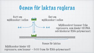 Hur proteinsyntesen regleras [upl. by Eenahs]