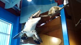 Dauphin Island Estuarium Mosasaur Exhibit [upl. by Suoivart302]