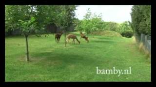 Alpaca running fast [upl. by Anirtek839]