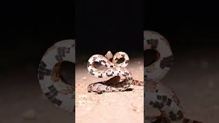 The corn snake Pantherophis guttatus [upl. by Ailaham]