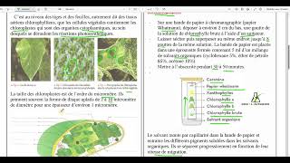 93 Localisation de la chlorophylle au sein de la cellule végétale le chloroplaste [upl. by Olney]