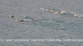 Southern Ocean Wildlife as seen from on board ship [upl. by Anirehc]