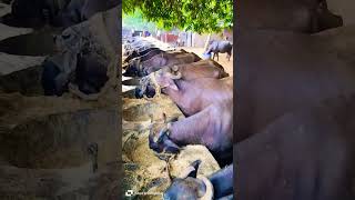 Buffalo Dairy Farm  Yadav Dairy Farm  Aakash Yadav Deyei  Murrah Buffalo New Video 2024 [upl. by Orr739]