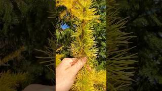 Why are these pine trees bright yellow ￼naturefacts natureexploration howtodraw [upl. by Dnaletak]