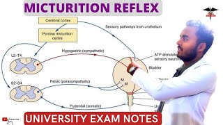 Micturition Reflex  Pathway of Micturition Reflex  Higher centers  Applied physiology [upl. by Nnylrac]