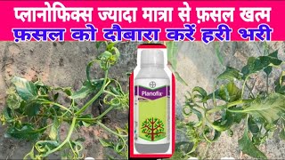 Planofix Ki Jyada Dose Fasal Me Khatarnak Planofix Over Dose Full Treatment KhetiDiscovery [upl. by Hsotnas]