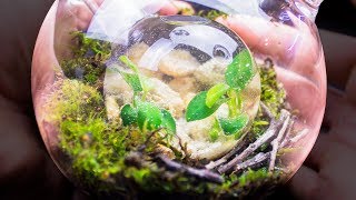 Putting an Ecosphere Inside of a Closed Terrarium [upl. by Euqram111]