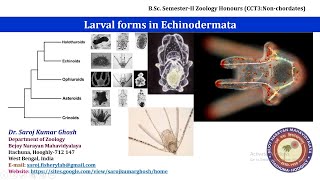 Larval forms in Echinodermata [upl. by Odlo301]