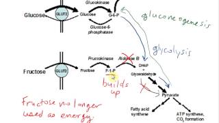 Hereditary Fructose Intolerance HFI [upl. by Bunny140]