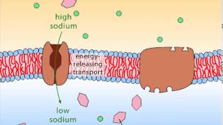 Secondary Active Transport [upl. by Refotsirk]