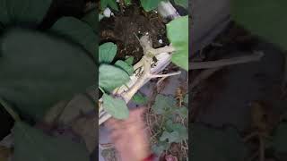 Removing pumpkin Plant from My Garden A StepbyStep Guide short ytshorts viral shorts [upl. by Kingsbury851]