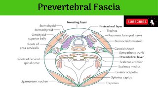 Prevertebral Fascia  Horizontal amp vertical Extent  Axillary Sheath  Clinical Importance [upl. by Aduhey333]