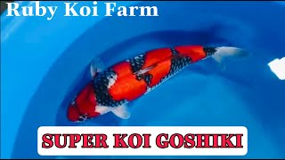 Koi Goshiki super quality [upl. by Tila]