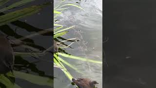 Moorhens at Northumberland park [upl. by Alida]