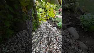 Dry Creek Beds 99 complete drycreekbed mygardentoday [upl. by Otirecul]