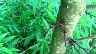 sawing a honey locust log  417 [upl. by Sergu]