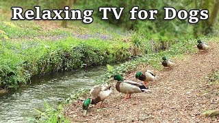 Relax Your Dog TV  8 Hours of Relaxing TV for Dogs at The Babbling Brook ✅ [upl. by Francene]