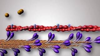 Structure of Contractile Proteins [upl. by Hgielak308]