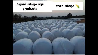 Corn silage  corn silage making process  Makki da achar  Agam silage agri products [upl. by Htebazileyram]