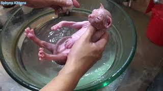 Dirty first bath kitten and its loud meow  Sphynx Kittens [upl. by Chaffinch256]