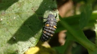 Leaf Eating Insect  Leaf Eater  Leaf Eating Insects  Simi Geographic❤️ [upl. by Algy961]