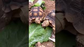 Tortuguitas tortugas nacimientodetortugas fypシ゚viral cute pets anideverger [upl. by Warfield]