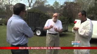 Killer Bee Swarms Found in Alabama [upl. by Pattie]