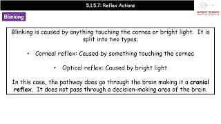 A Level Biology  5157  Reflex Actions [upl. by Lilian]