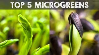 Top 5 Microgreens You Must Grow [upl. by Huntley547]