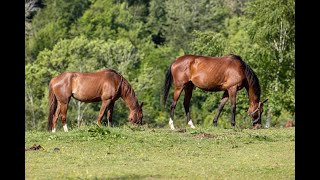 Propriété équestre Pompadour berceau de la race angloarabe [upl. by Curcio]