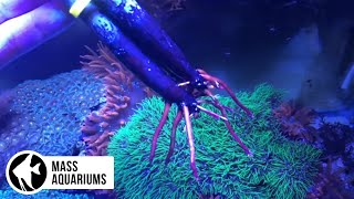 Growing Mangroves in Freshwater and Saltwater Aquariums PLUS ZIP TIE TIP [upl. by Dnalyar]