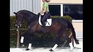 wwwsporthorsesonlinecom 2009 Hanoverian Sir Donnerhall mare 17 hh SOLD [upl. by Alius342]