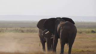 Two elephants fighting in Amboseli National Park Kenya  Part 2 [upl. by Enneirda95]