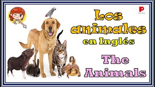 🇺🇸 Animales domésticos en Inglés  The Animals [upl. by Aloz663]