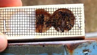 Queen Cage When and How to Re Queen a Hive with a new Queen Bee Queen Replacement [upl. by Wappes]