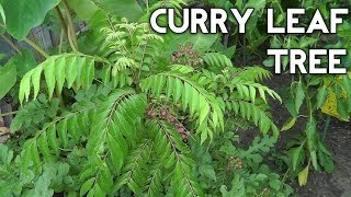 Curry Leaf Plant  Curry tree or Murraya koenigii  From seed to tree the complete guide [upl. by Eimas]