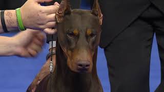 Doberman Pinscher 2018 National Dog Show Working Group [upl. by Guinna]