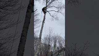 Big Leaning Birch Removal arborcare treecare arborist treeremoval husqvarna [upl. by Okomot]