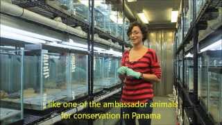 Amphibian Ambassadors  Angie Estrada [upl. by Verdi]