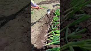 Green onion planting tungsten steel shovel Good tools and machinery can increase work efficiency [upl. by Yetty]