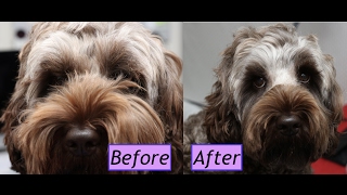 How to groom a Cockapoo face  Demo [upl. by Jessa]