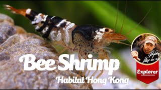 Caridina cf cantonensis  Bee Shrimp  Habitat [upl. by Leoine581]