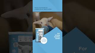 Anlamb™  New Zealands favourite lamb milk replacer [upl. by Lefton]