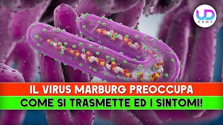 Il Virus Marburg Preoccupa Come Si Trasmette ed I Sintomi [upl. by Otrebilif]