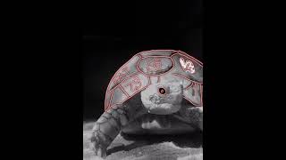 السُلحِف الشرير  pt1  evil turtle [upl. by Ecirad]