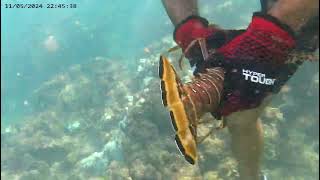 free diving en Guanica Puerto Rico [upl. by Atinuaj707]