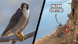 Peregrine Falcon Photo Mission  Spring Wildlife Photography [upl. by Onig]